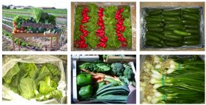 Visita Huerto "Antigua Vida Nueva" en Cartagena @ Finca Villa Teresa | La Puebla | Región de Murcia | España